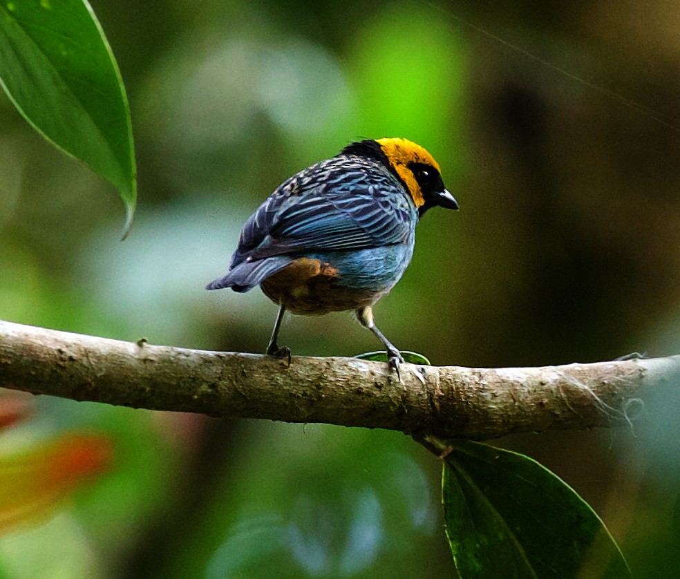 Saffron-crowned Tanager - ML567429531