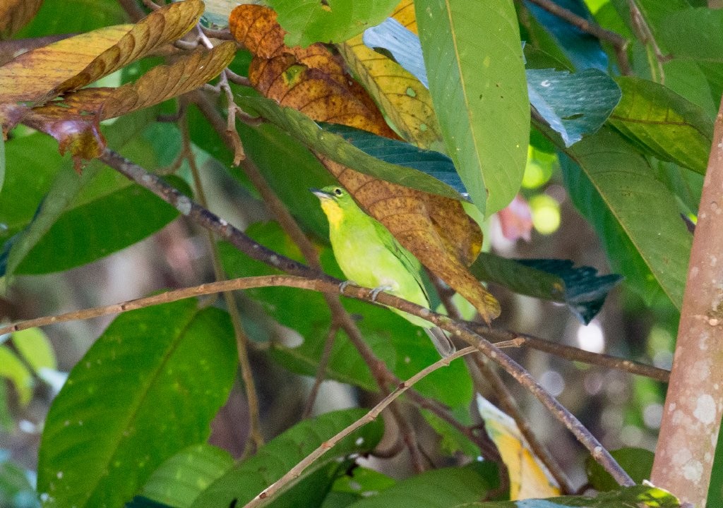 Greater Green Leafbird - Hickson Fergusson