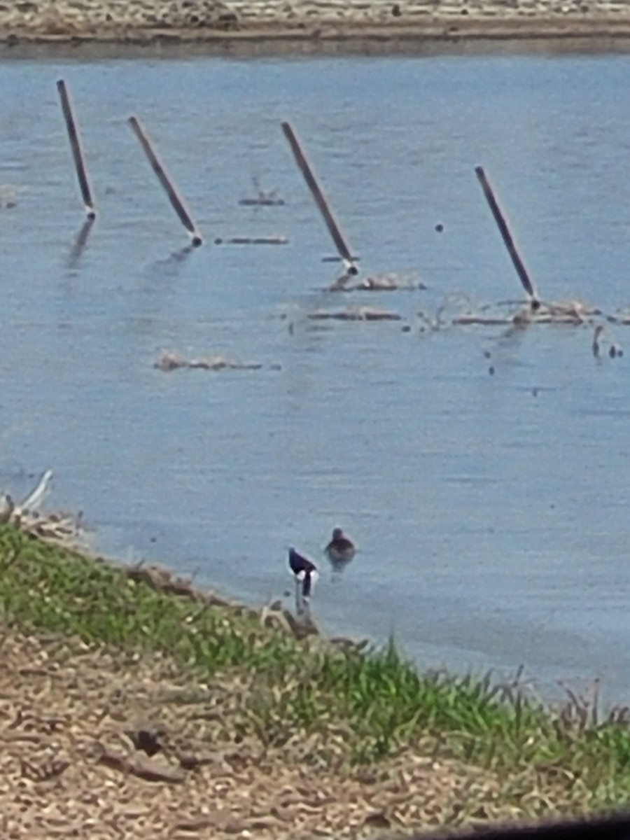 eBird Checklist 5 May 2023 2549825432 380th Avenue, Plankinton
