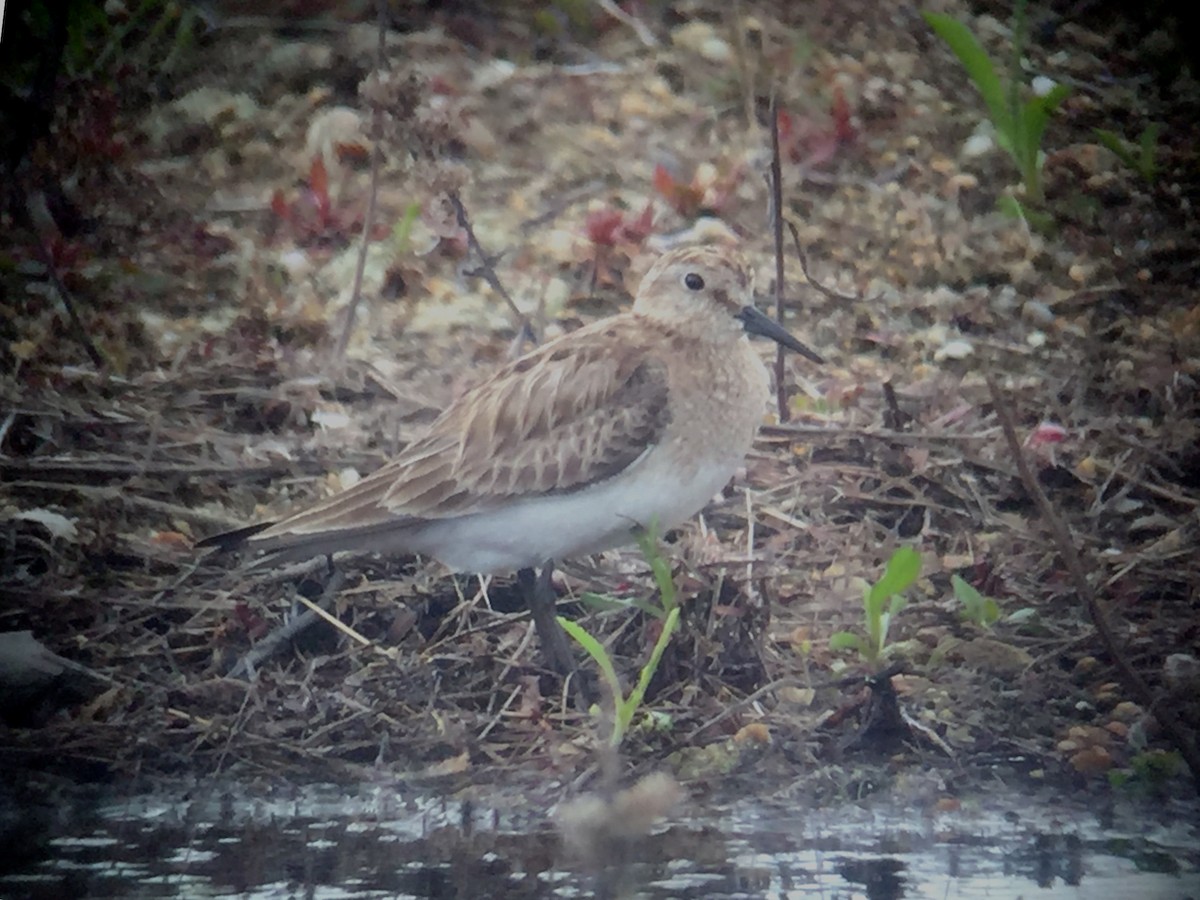eBird Checklist 5 May 2023 Ambrose Gravel Pit, Sandwich 19 species