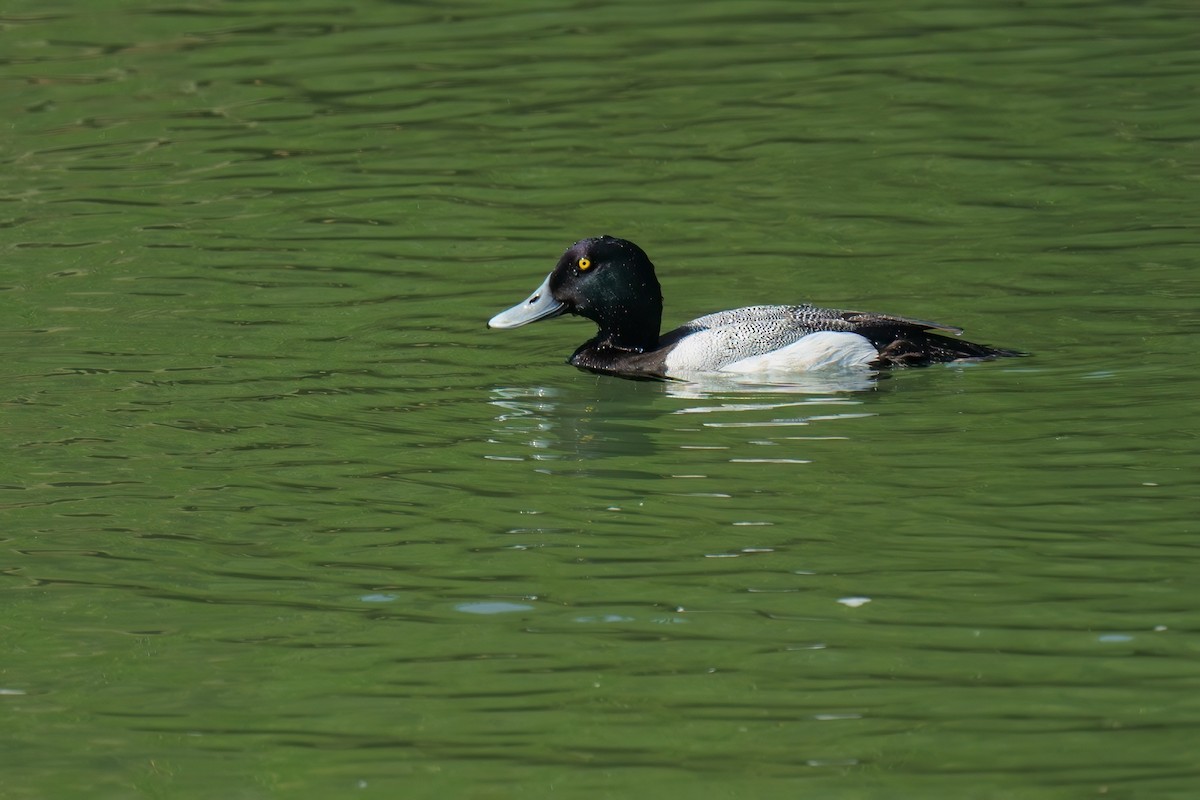 Greater Scaup - ML567446901