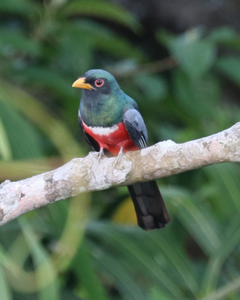 eBird Checklist 6 Apr 2023 Canopy Tower 4 species