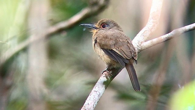 Fulvous-chinned Nunlet - ML567457731