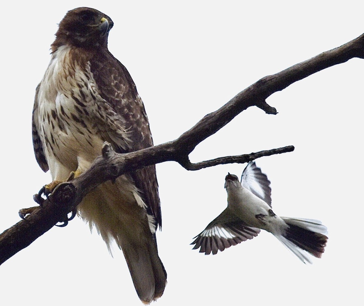 Red-tailed Hawk - ML567458431