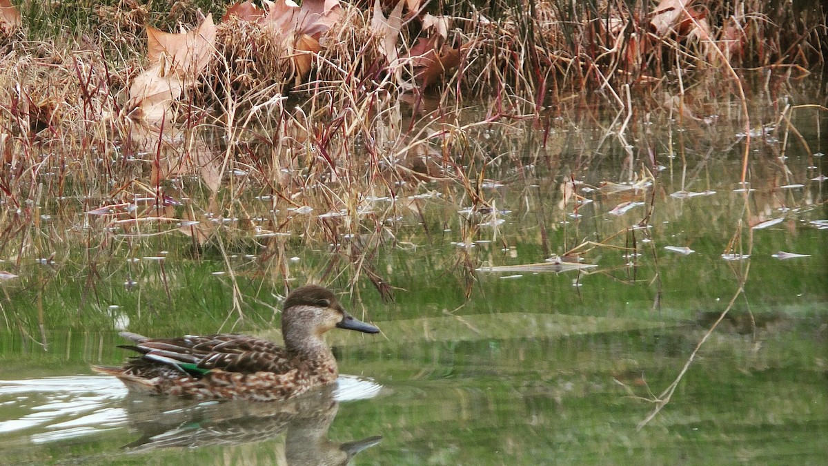 Green-winged Teal - ML56747061