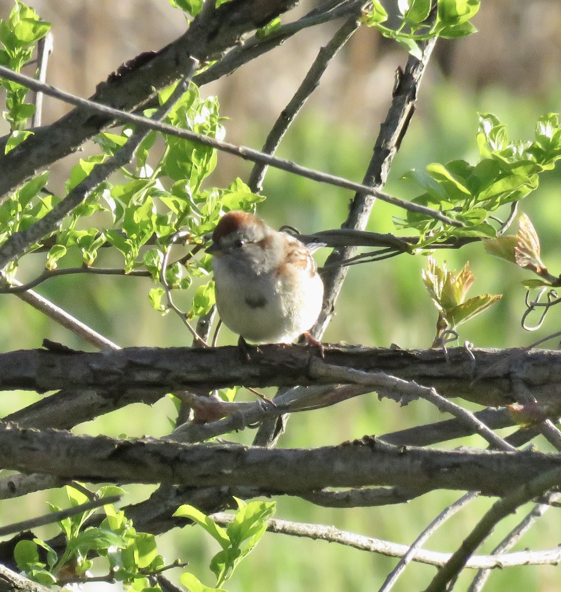New York Breeding Bird Atlas Checklist - 5 May 2023 - Floyd Bennett