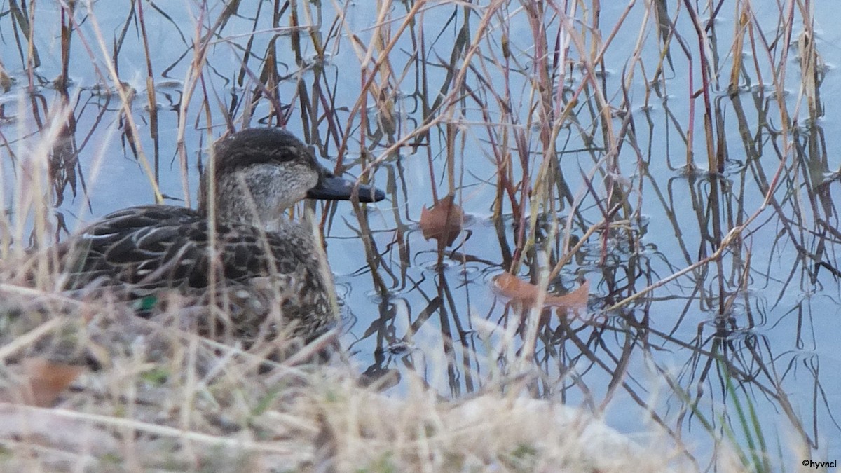 Green-winged Teal - ML56747191