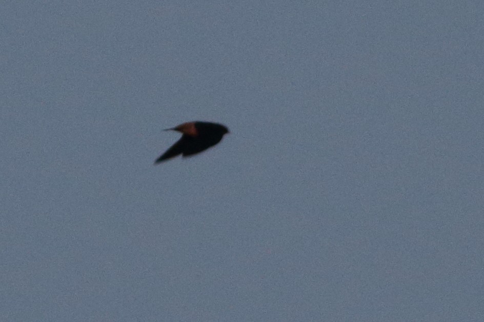 Red-throated Swallow - ML567474301