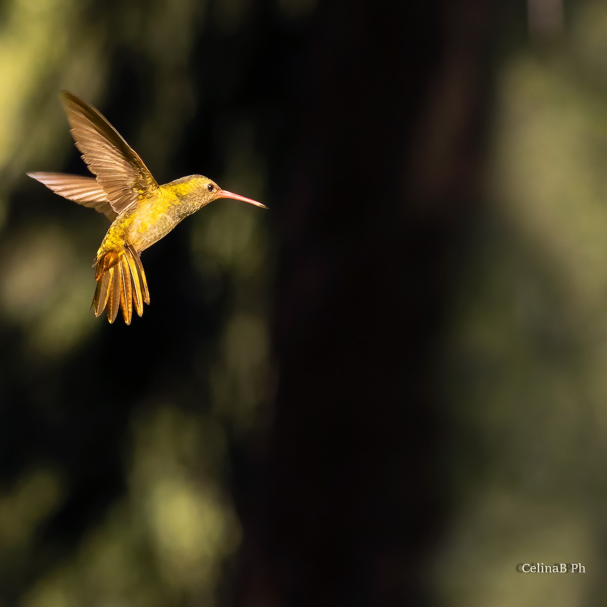 Gilded Hummingbird - ML567476401