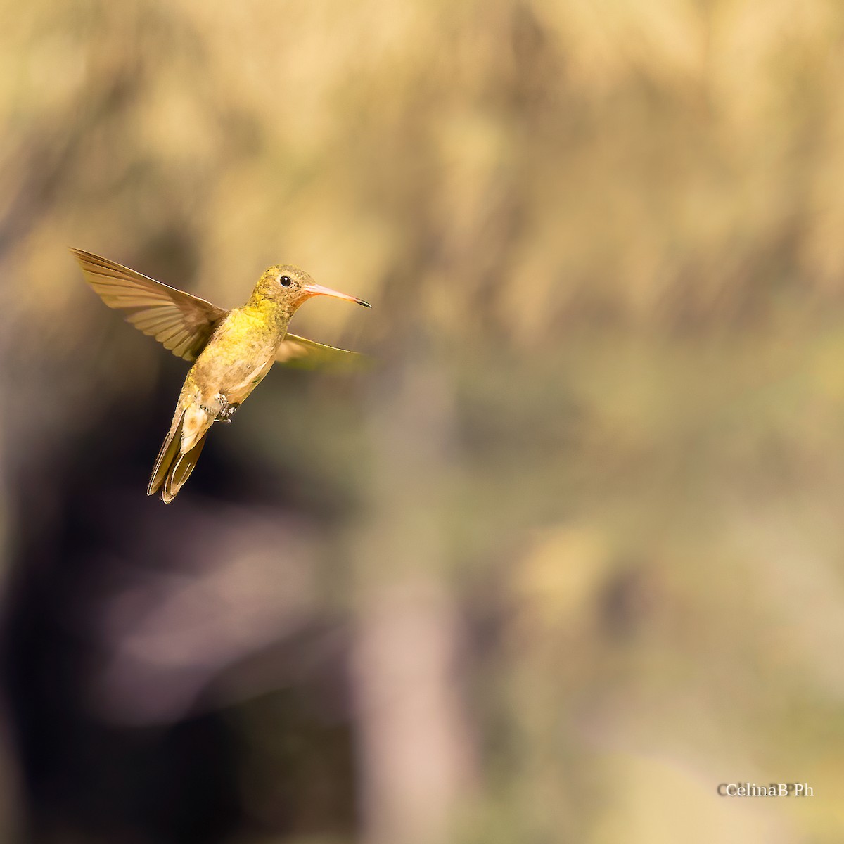 Gilded Hummingbird - ML567476411