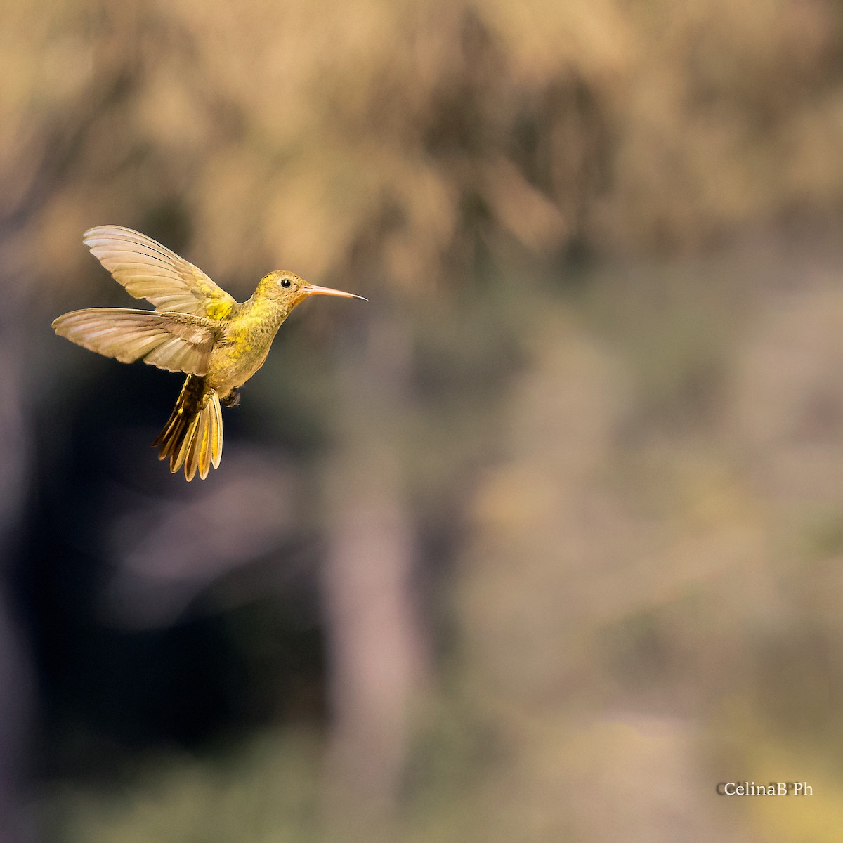 Gilded Hummingbird - ML567476421