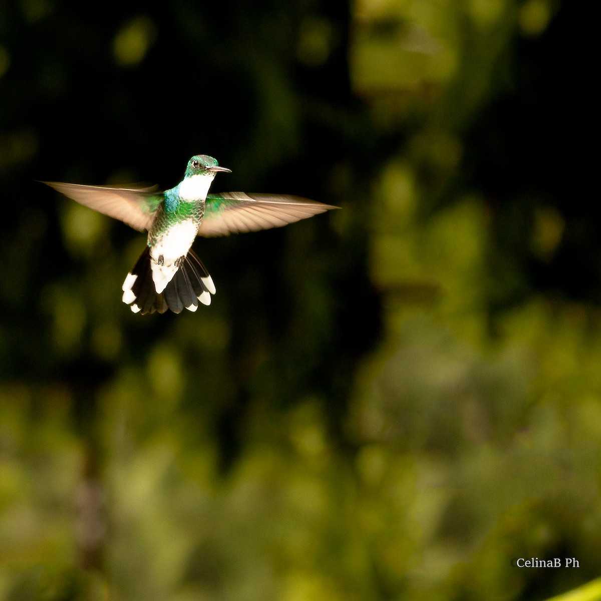 White-throated Hummingbird - Celina Bonini