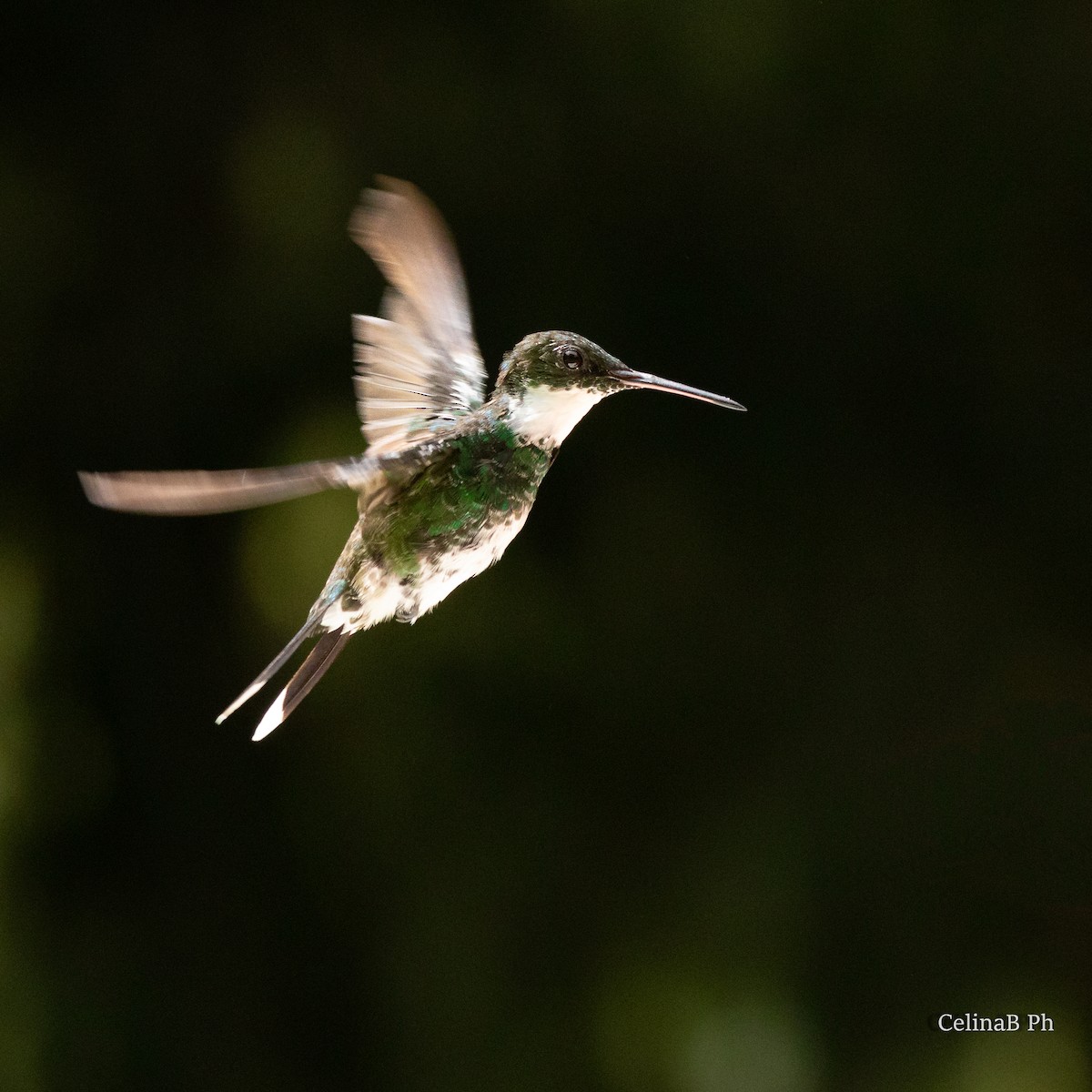 White-throated Hummingbird - ML567478131