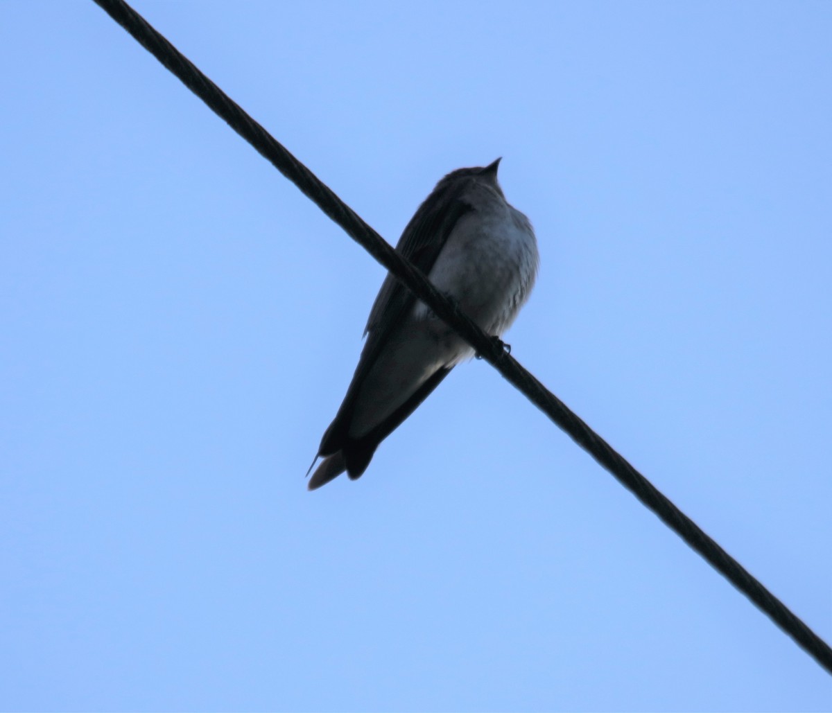Northern Rough-winged Swallow - ML567478391