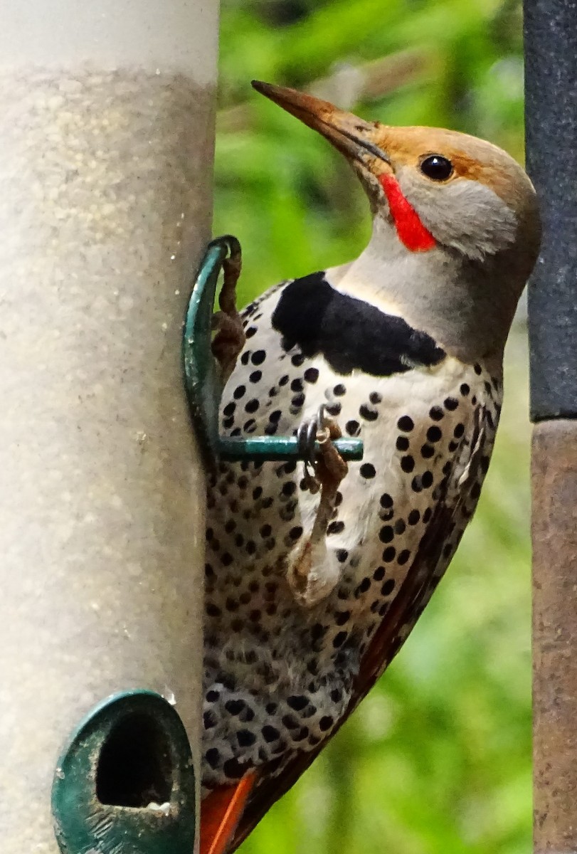 Northern Flicker (Red-shafted) - ML567482911