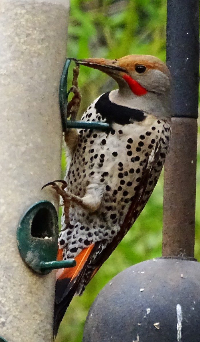 Northern Flicker (Red-shafted) - ML567482921