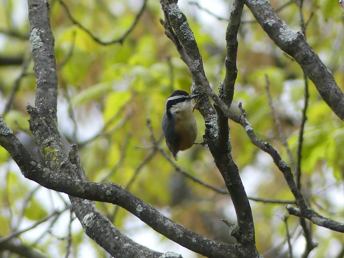 Red-breasted Nuthatch - ML567485291