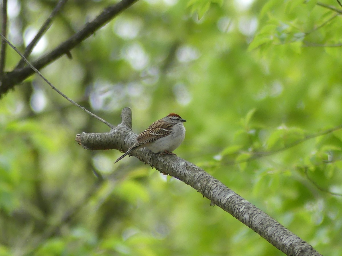 Chipping Sparrow - ML567485701