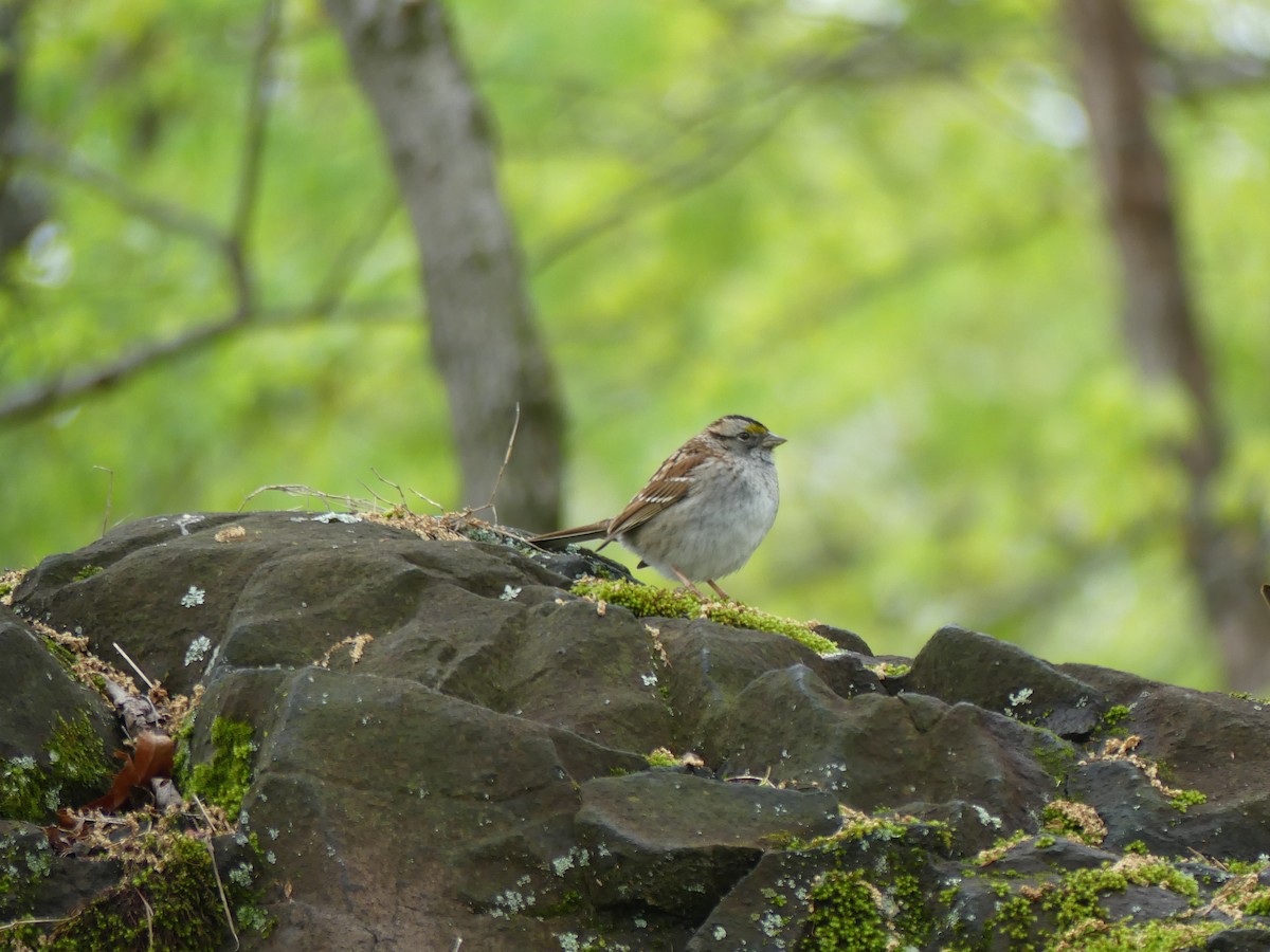 White-throated Sparrow - Lisa Potash