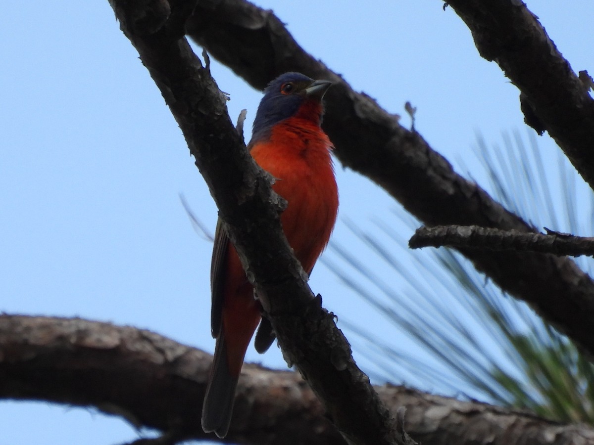 Painted Bunting - ML567487631