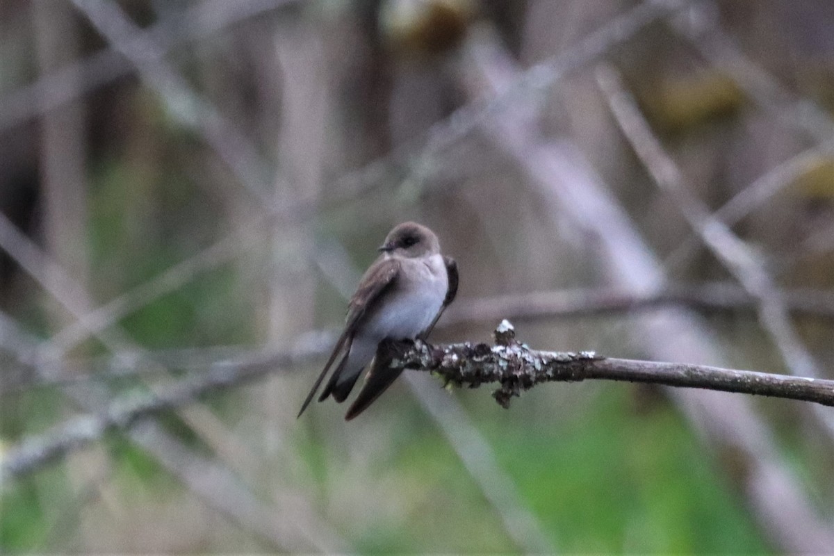 Northern Rough-winged Swallow - ML567491901