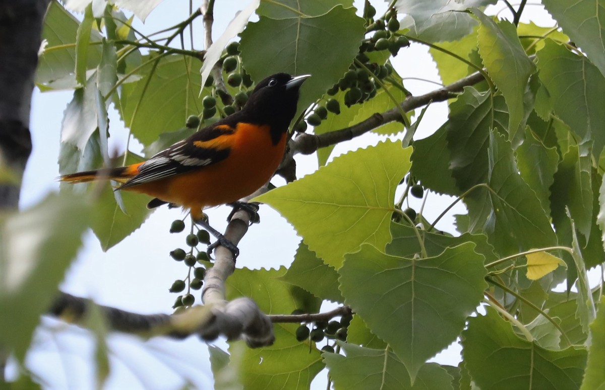 Baltimore Oriole - ML567498571