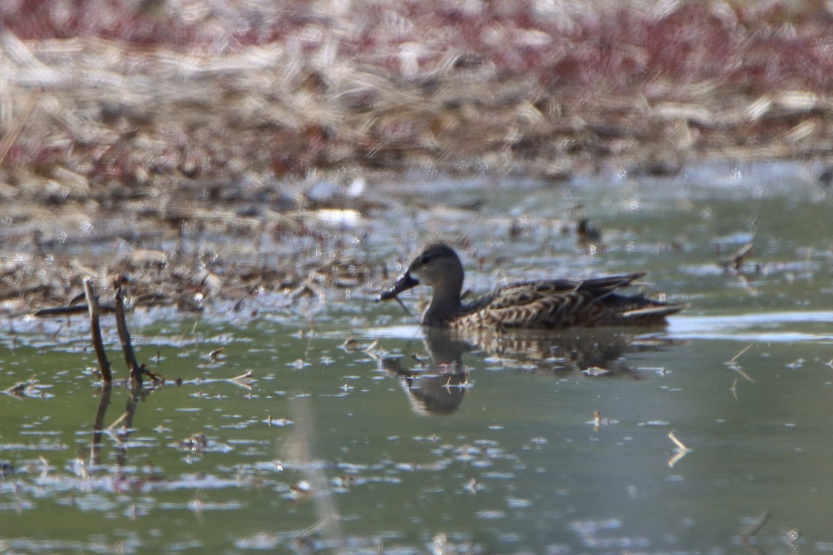 Blue-winged Teal - ML567499761