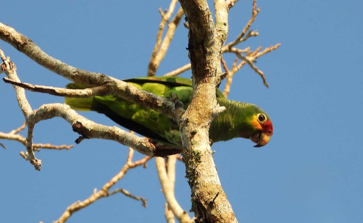 Red-lored Parrot - ML567507191