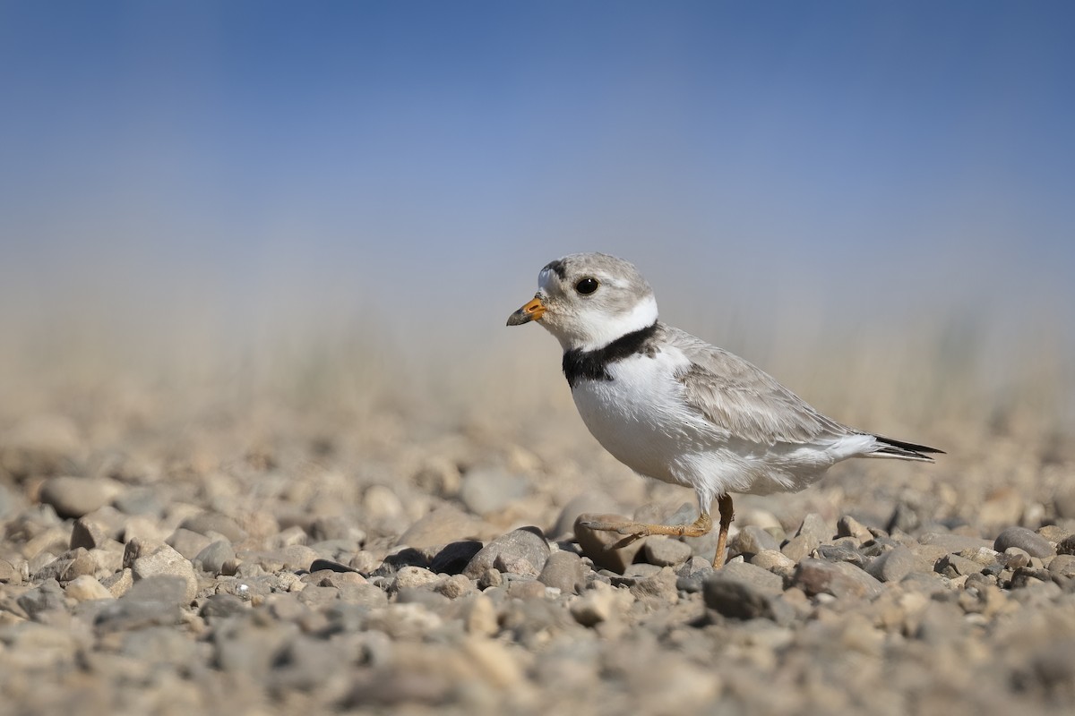 Piping Plover - ML567507501