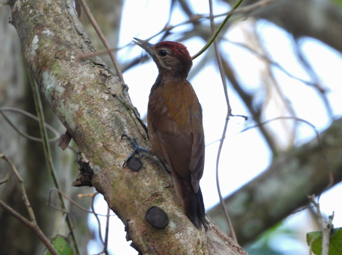 Smoky-brown Woodpecker - ML567507691