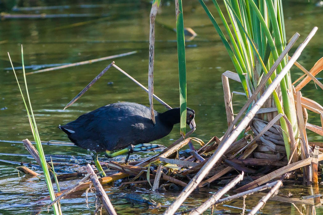 American Coot (Red-shielded) - ML56750771