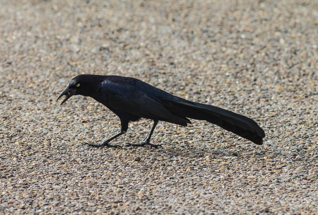 Great-tailed Grackle - ML56750861
