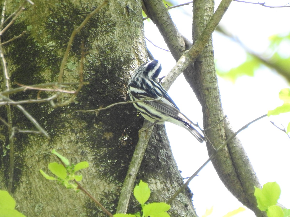 Black-and-white Warbler - ML567508921