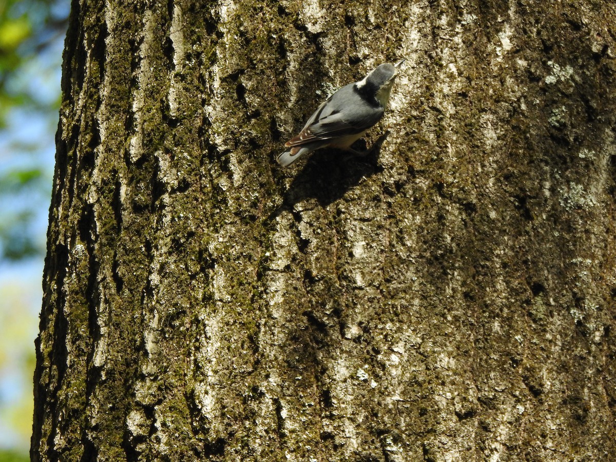 White-breasted Nuthatch - ML567509341