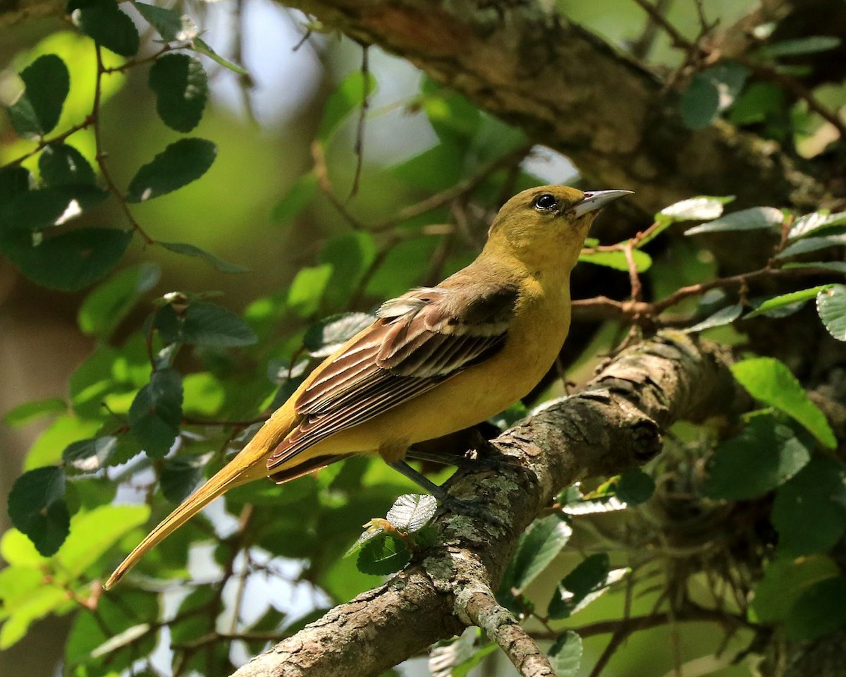 Orchard Oriole (Orchard) - ML567512491