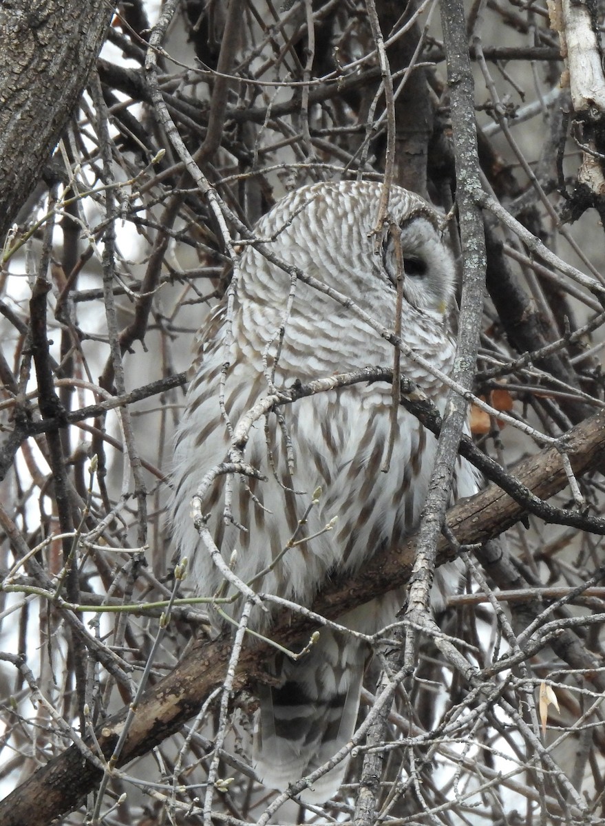 Barred Owl - ML567522201