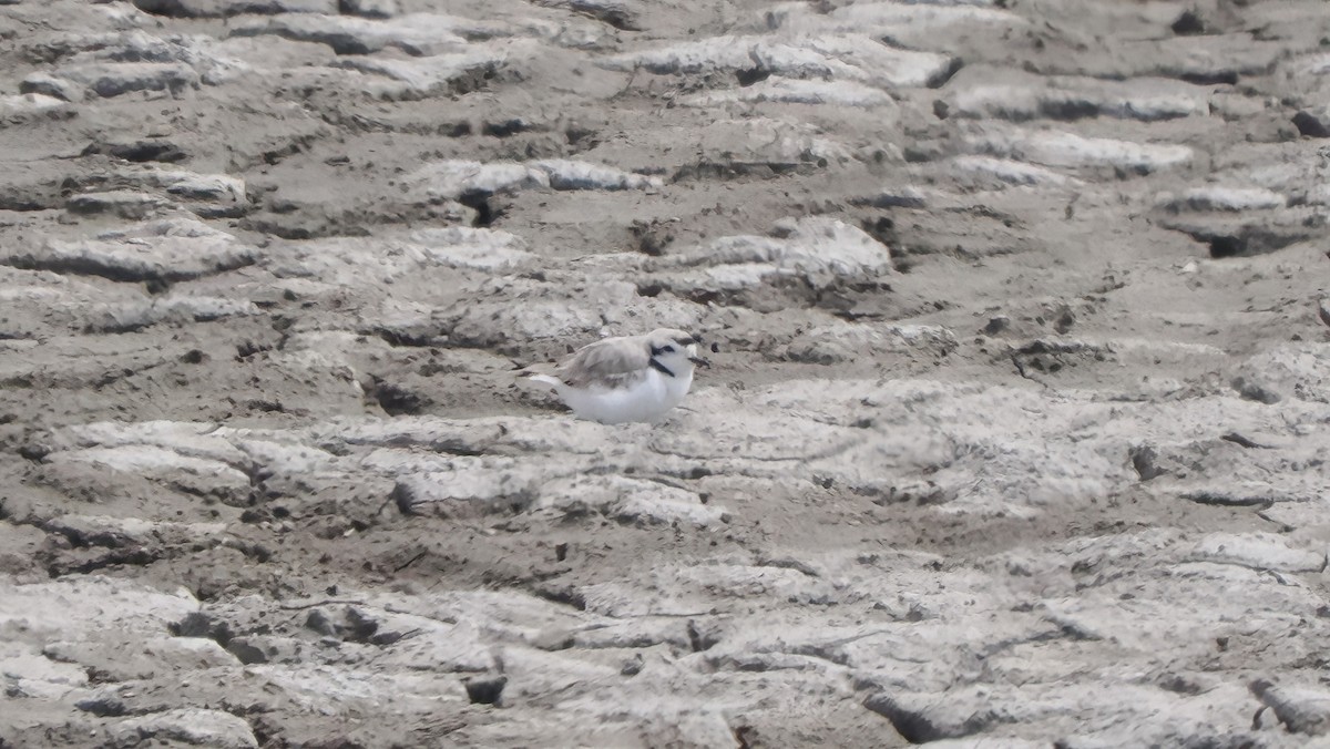 Snowy Plover - Mike Grant