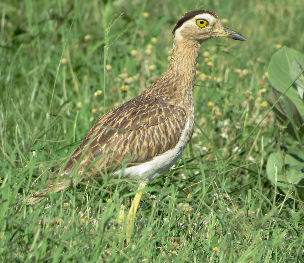Double-striped Thick-knee - ML567523591