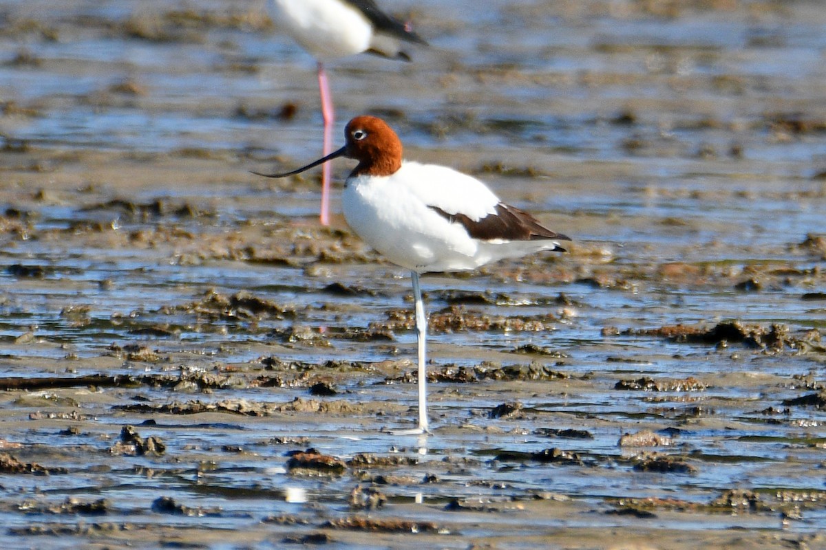 Red-necked Avocet - Peter & Shelly Watts