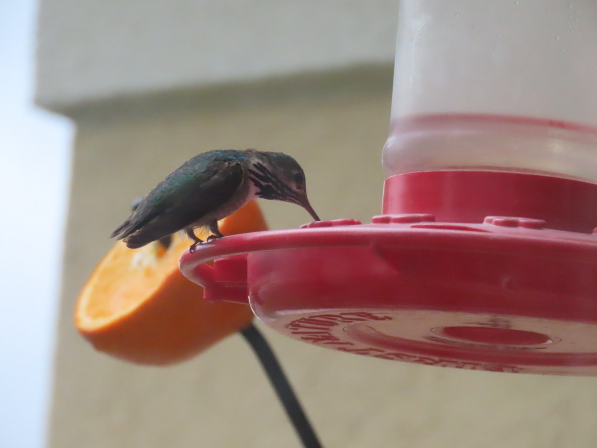 Calliope Hummingbird - ML567525611