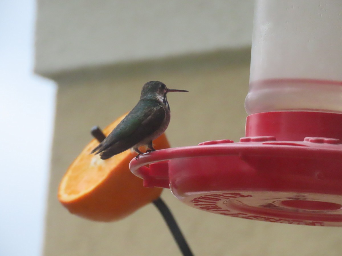 Calliope Hummingbird - ML567525621