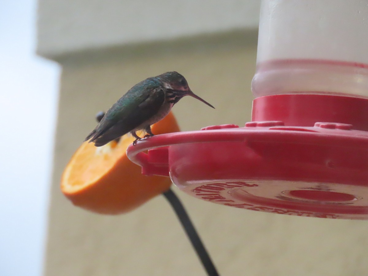 Calliope Hummingbird - ML567525631