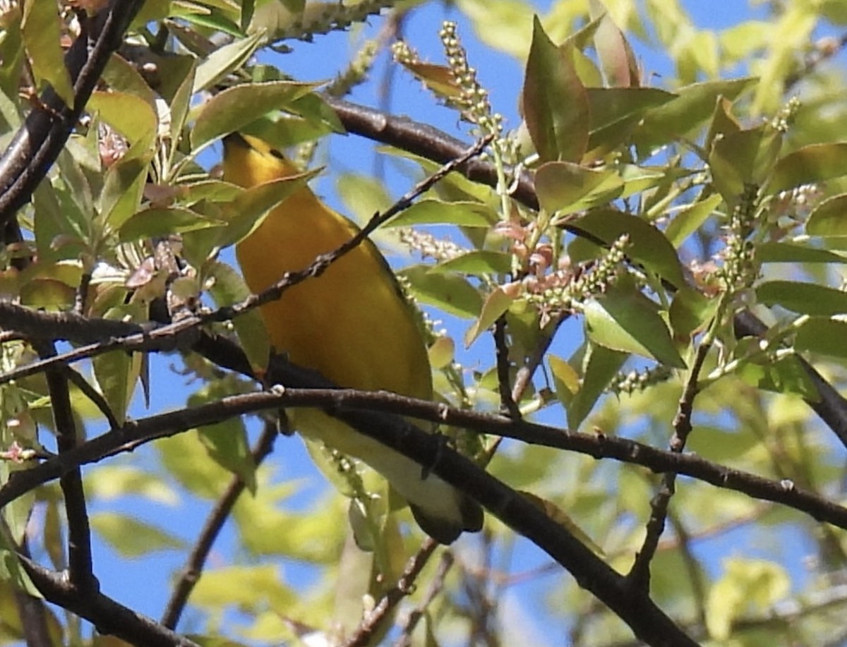 Prothonotary Warbler - ML567527441
