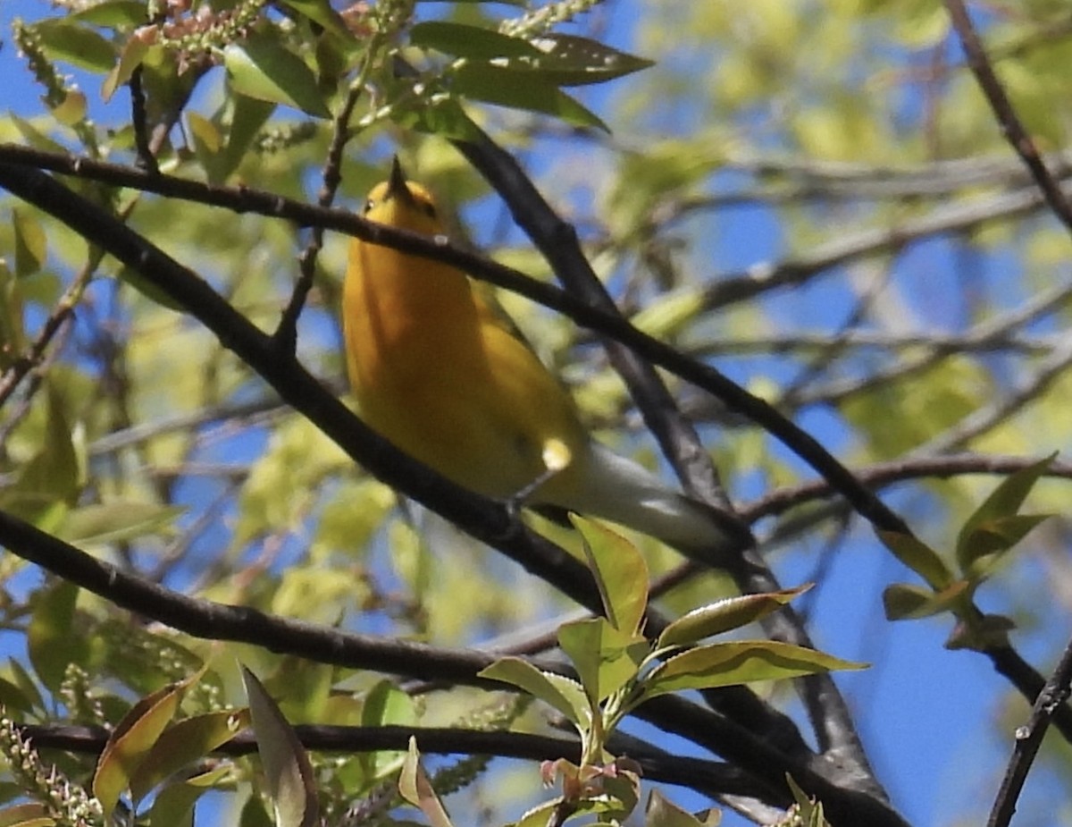 Prothonotary Warbler - ML567527451