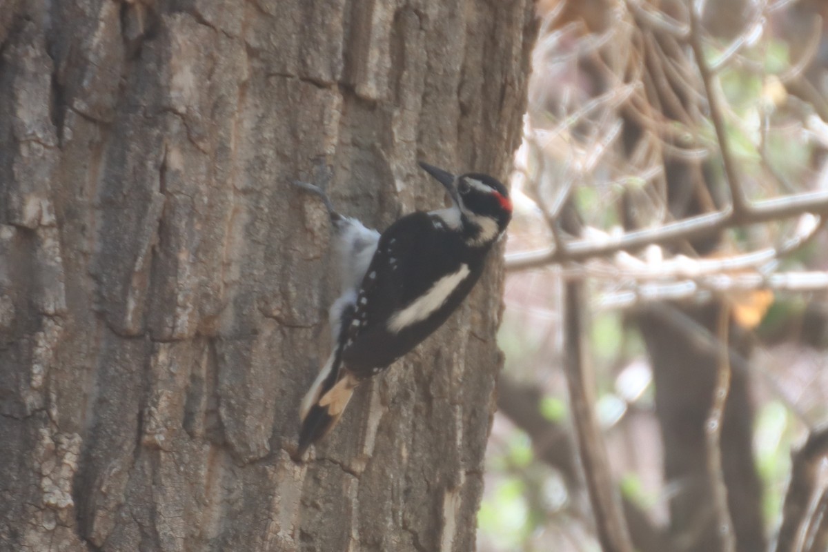 Hairy Woodpecker (Rocky Mts.) - ML567538791