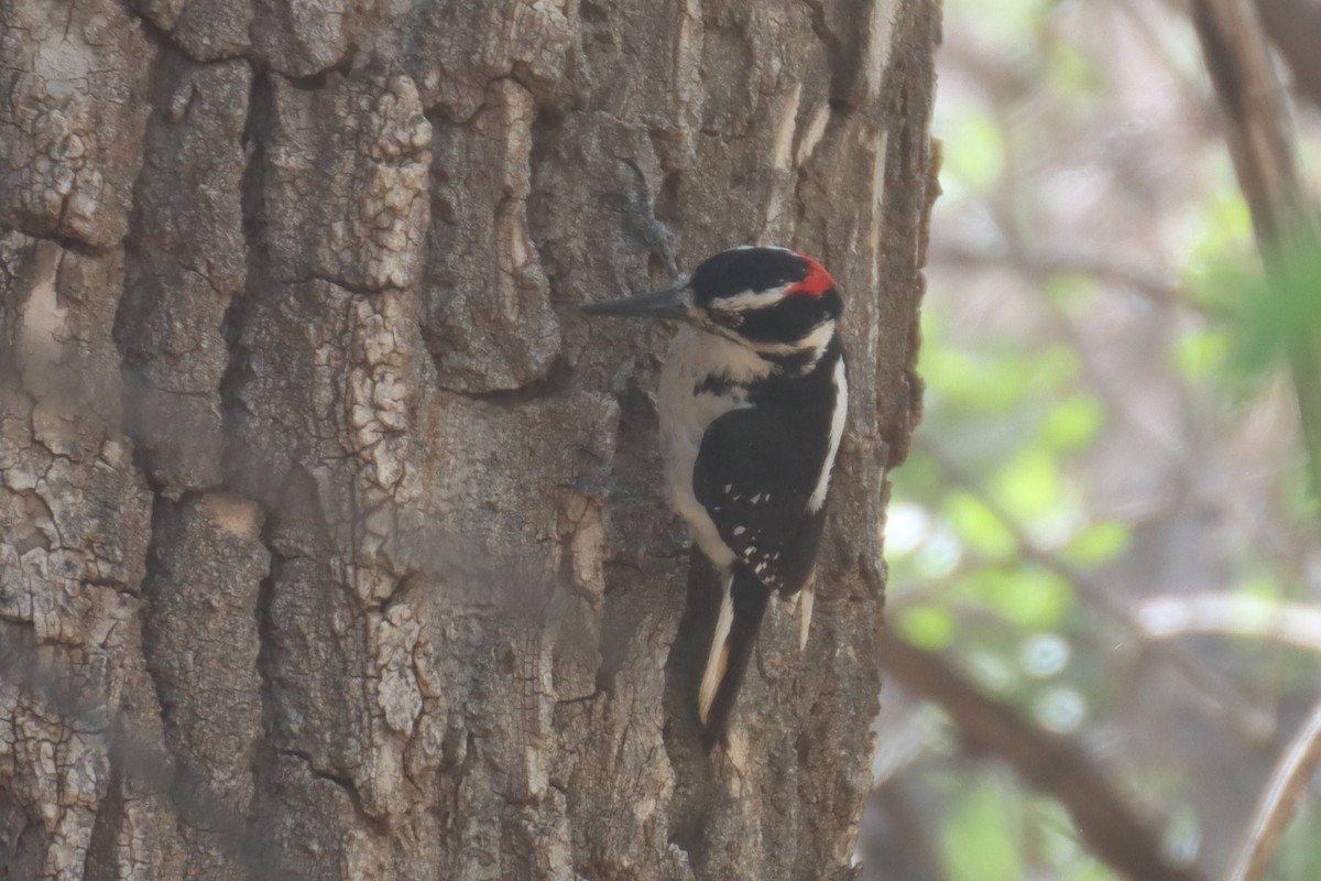 Hairy Woodpecker (Rocky Mts.) - ML567538801