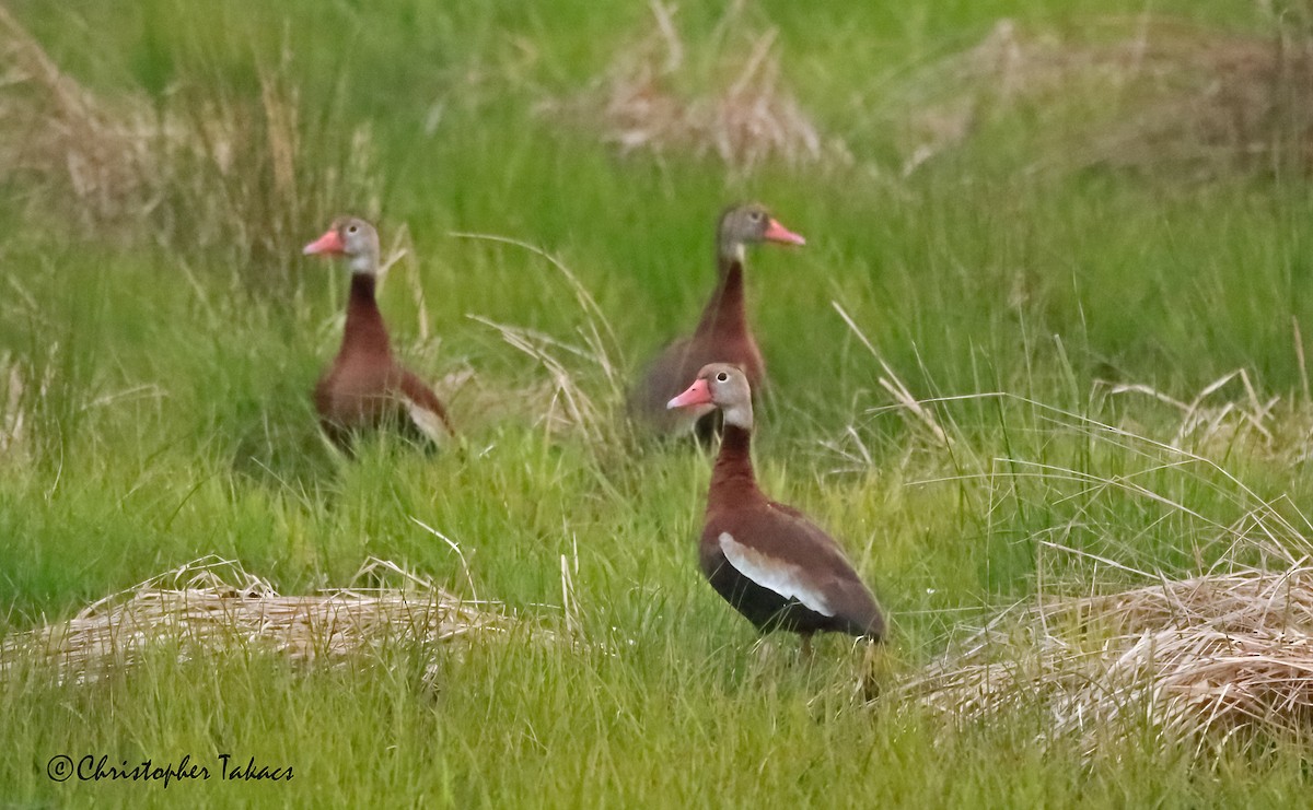 eBird Checklist - 5 May 2023 - Meadowlands IBA--Losen Slote Creek Park ...