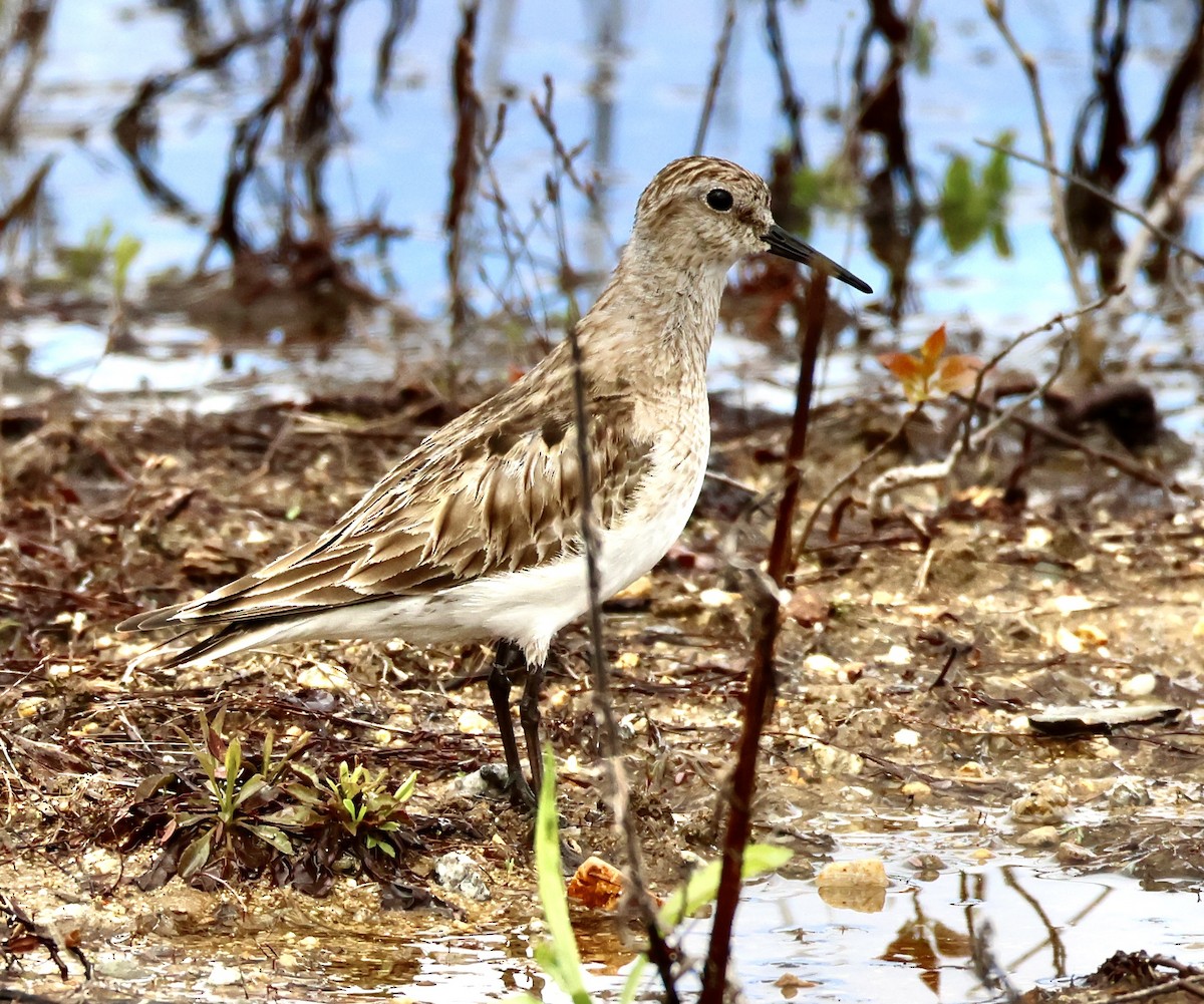 eBird Checklist 5 May 2023 Ambrose Gravel Pit, Sandwich 14 species