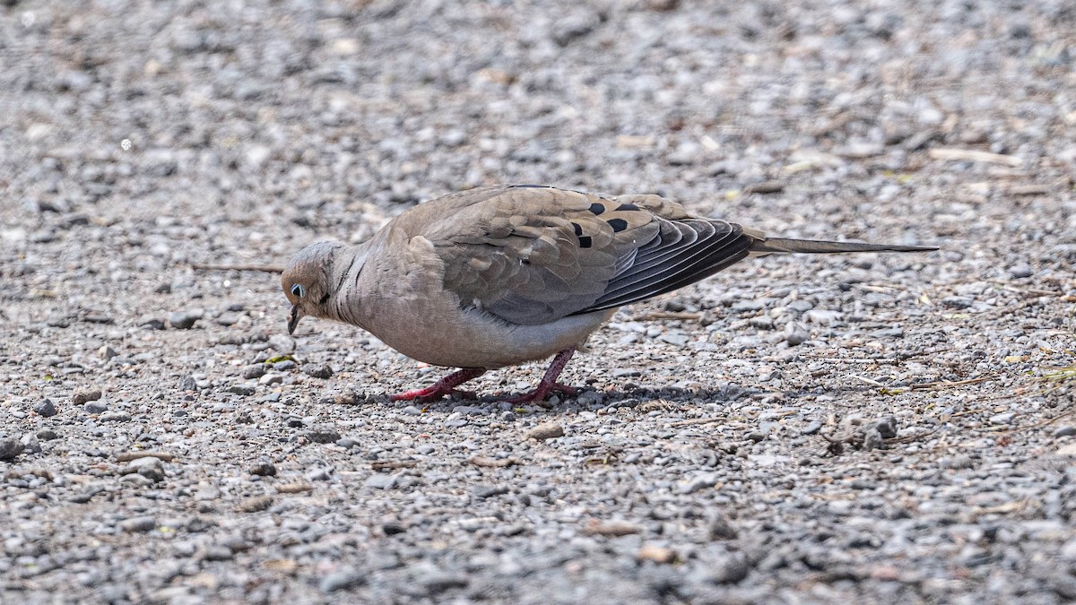 Mourning Dove - Bruce Kennedy