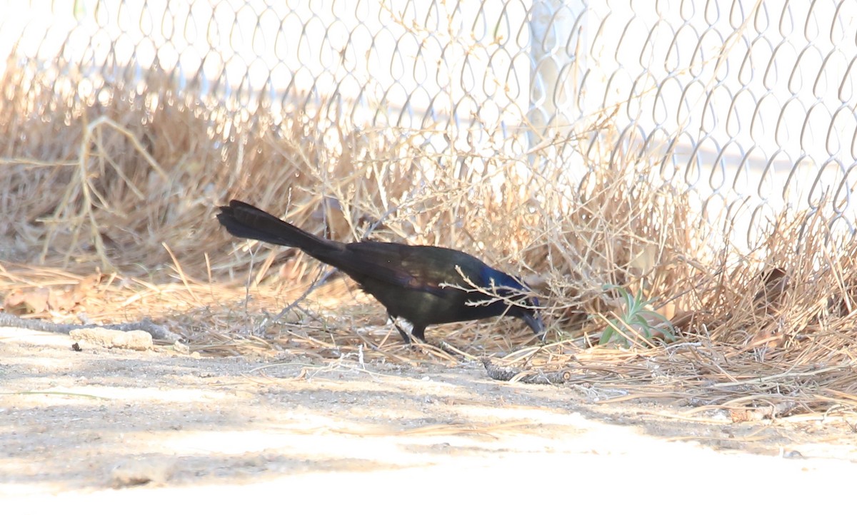 Great-tailed Grackle - ML567542751